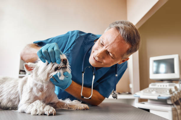 Best Broken or Chipped Tooth Repair in Aberdeen, ID